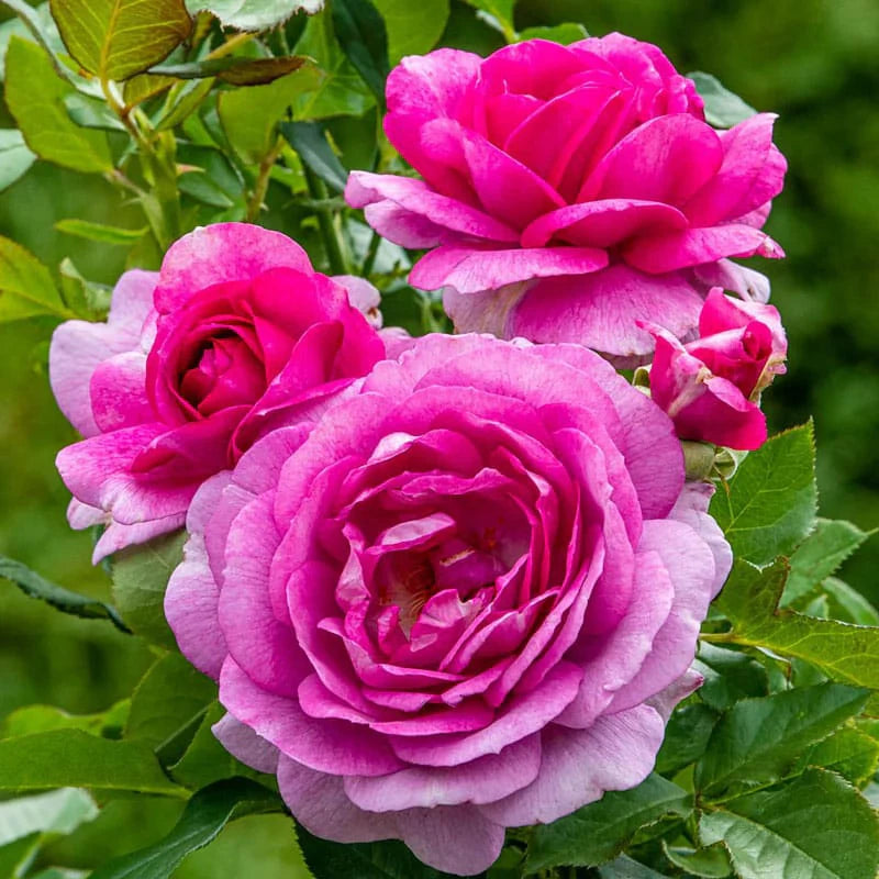 Perfume Factory™ Shrub Rose Brush Live Plant, 5 gallon