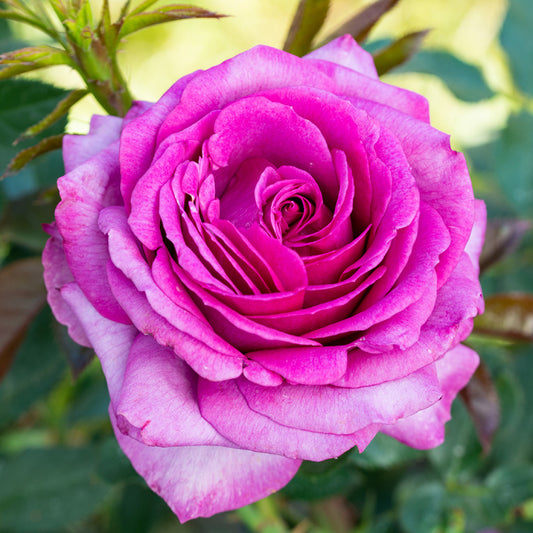 Perfume Factory™ Shrub Rose Brush Live Plant, 5 gallon