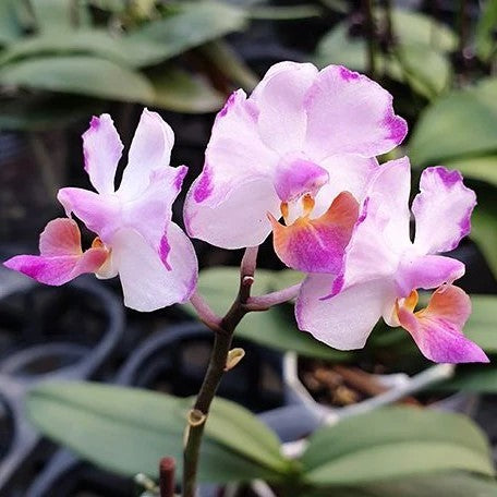 Phalaenopsis Memoria Val Rettig 'Splash' --Orchid