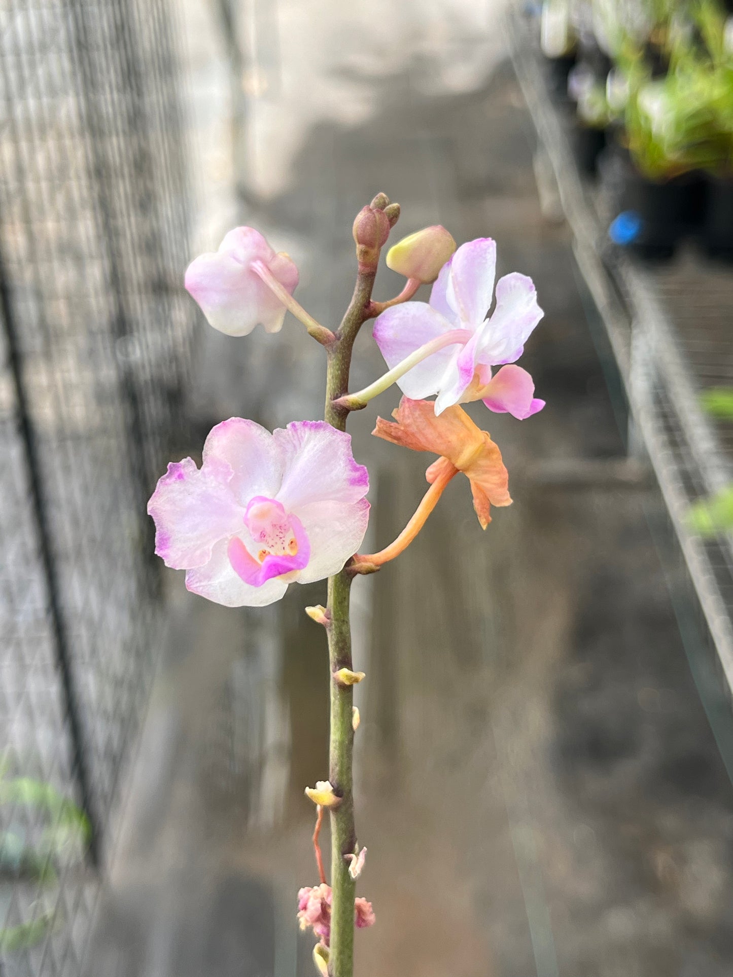 Phalaenopsis Memoria Val Rettig 'Splash' --Orchid