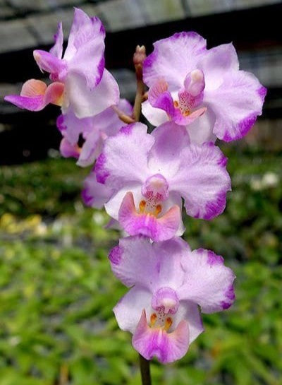 Phalaenopsis Memoria Val Rettig 'Splash' --Orchid