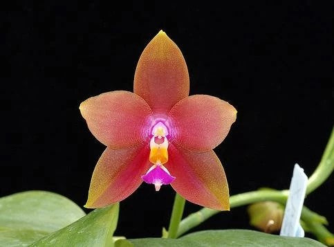 Phalaenopsis Penang Girl (Phal. venosa CH x Phal. violacea f. indigo) --Fragrant Orchid