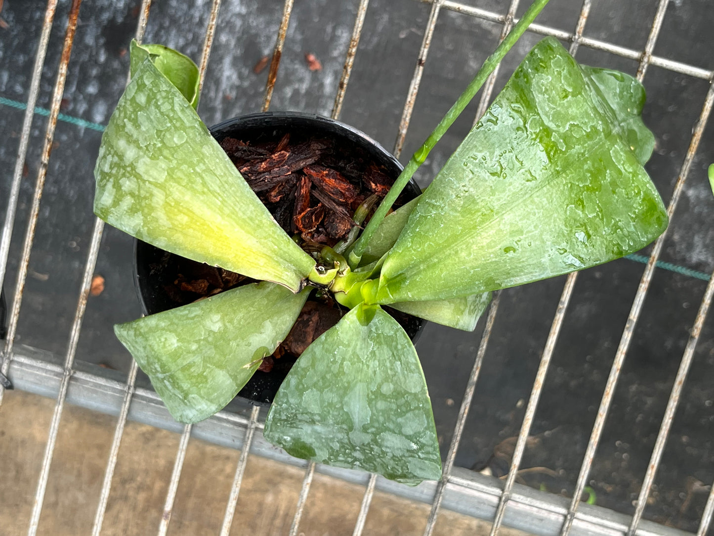 Phalaenopsis Penang Girl (Phal. venosa CH x Phal. violacea f. indigo) --Fragrant Orchid