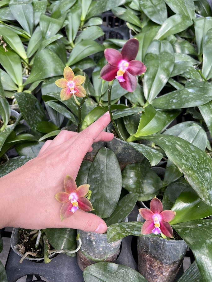 Phalaenopsis Penang Girl (Phal. venosa CH x Phal. violacea f. indigo) --Fragrant Orchid