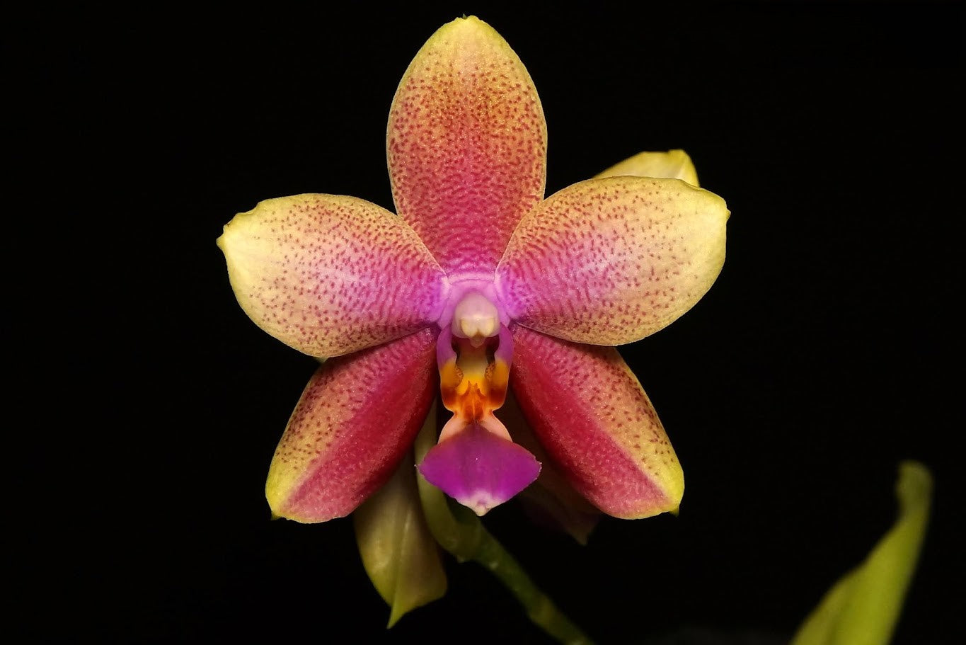 Phalaenopsis Sweet Memory 'Liodoro' (Phal. Deventeriana × Phal. violacea) --Fragrant Orchid