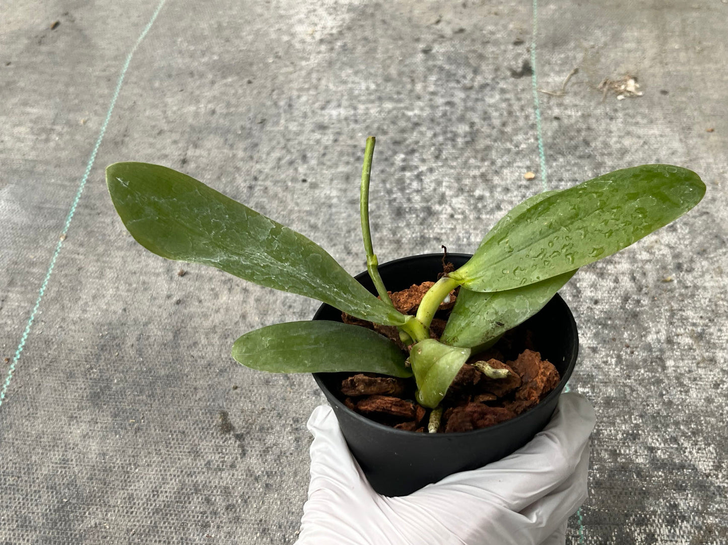 Phalaenopsis Sweet Memory 'Liodoro' (Phal. Deventeriana × Phal. violacea) --Fragrant Orchid