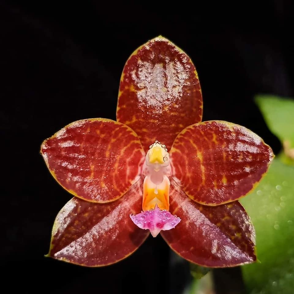 Phalaenopsis Zheng Min Tyrannosaurus (Phal. Zheng Min Etching x Phal. Kung's Red Cherry) --Fragrant Orchid