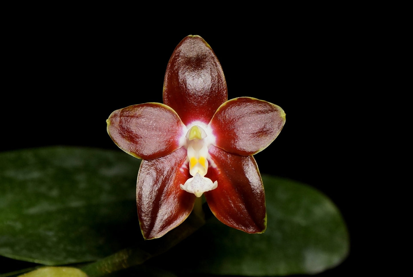 Phalaenopsis venosa --Fragrant Orchid