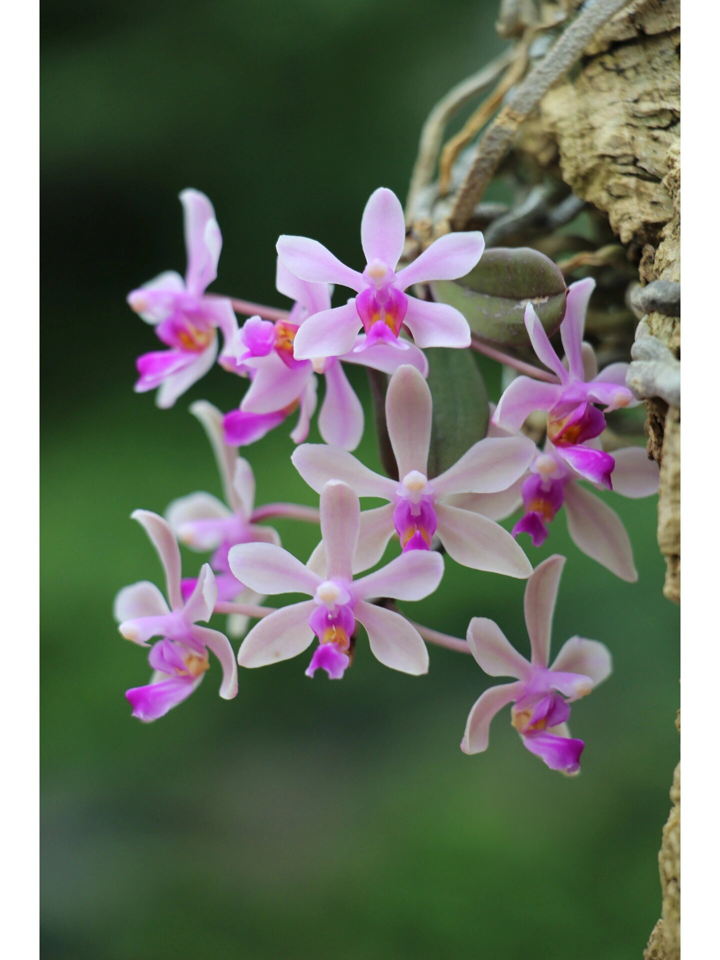 Phalaenopsis wilsonii