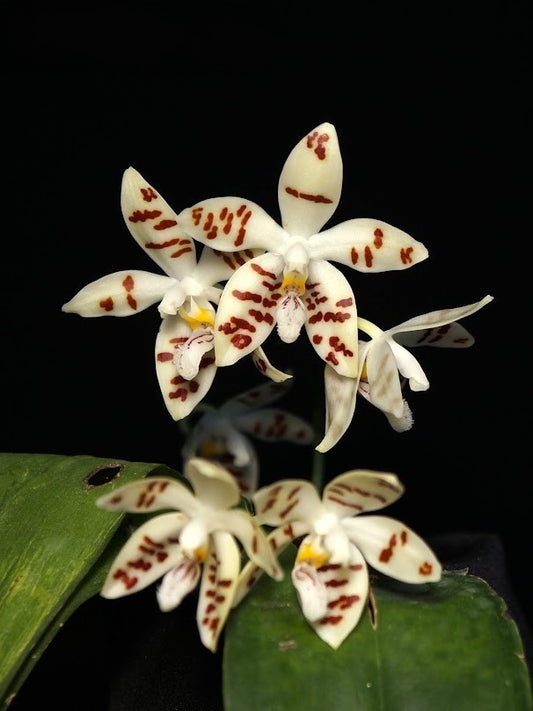 Phalaenopsis zebrina --Orchid