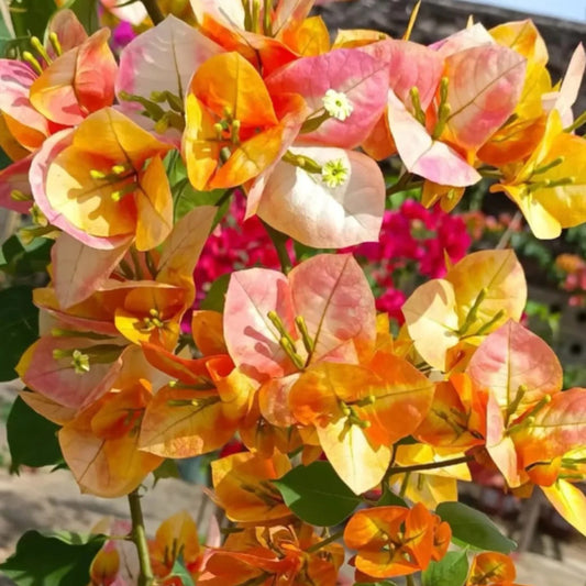 Bougainvillea 'Phoenix'