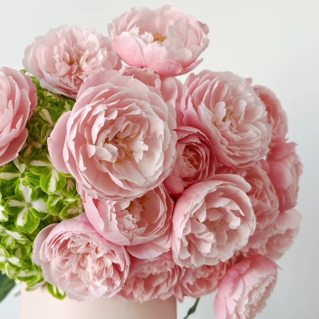 'Plume' Shrub Rose
