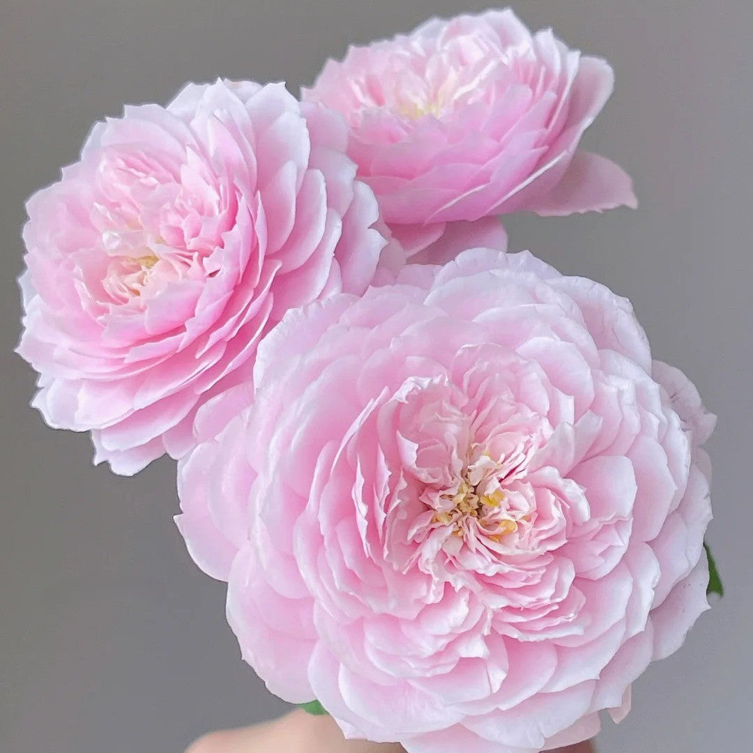 'Plume' Shrub Rose