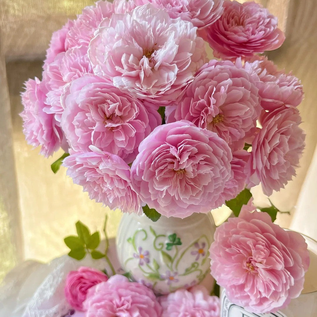 'Plume' Shrub Rose