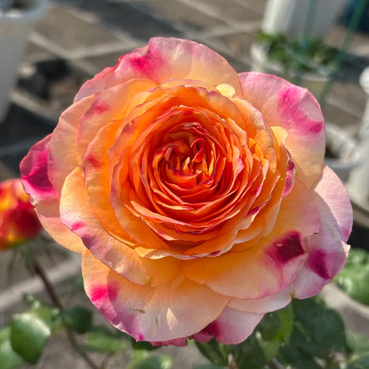 'Poetica' Shrub Rose
