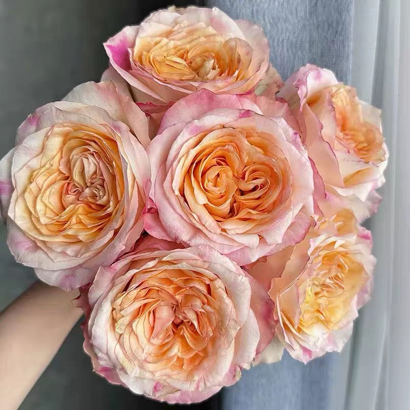 'Poetica' Shrub Rose