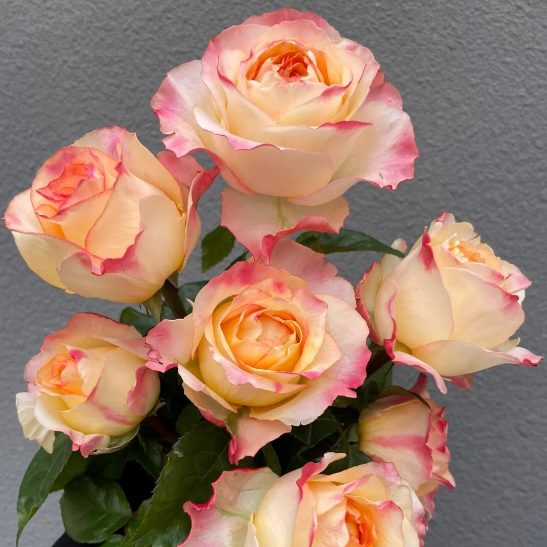 'Poetica' Shrub Rose