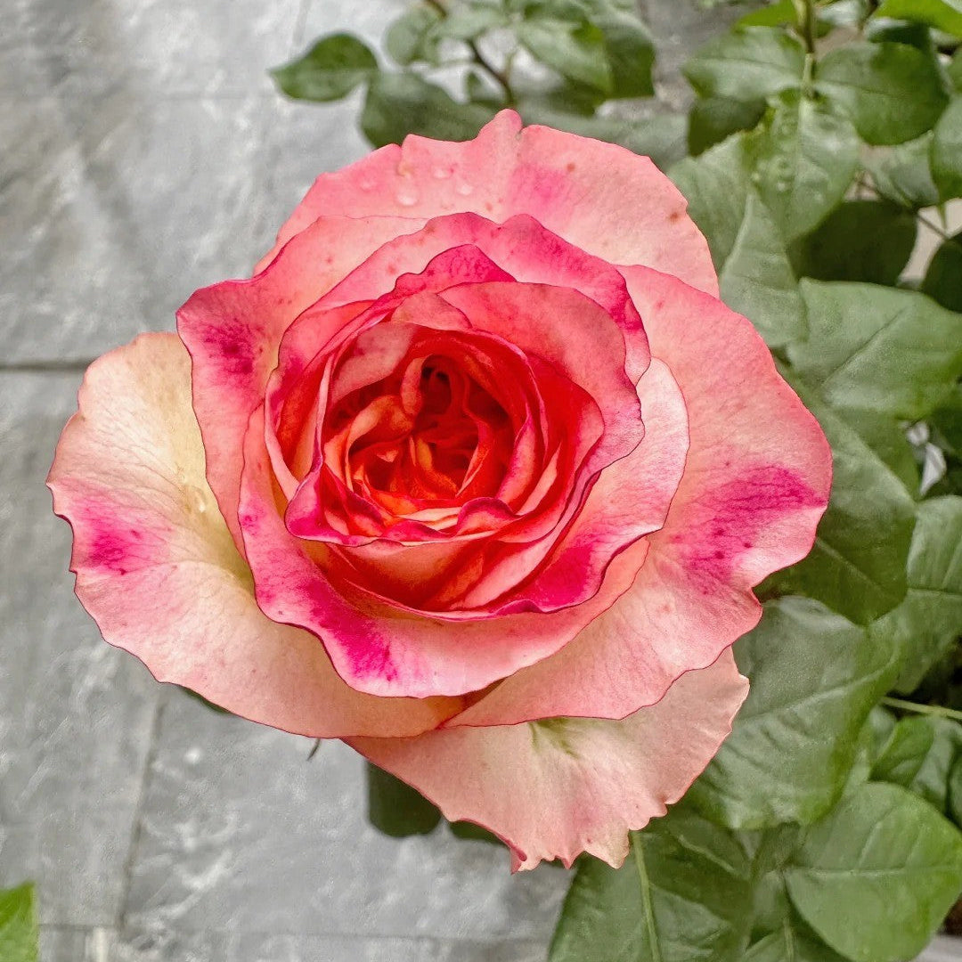 'Poetica' Shrub Rose