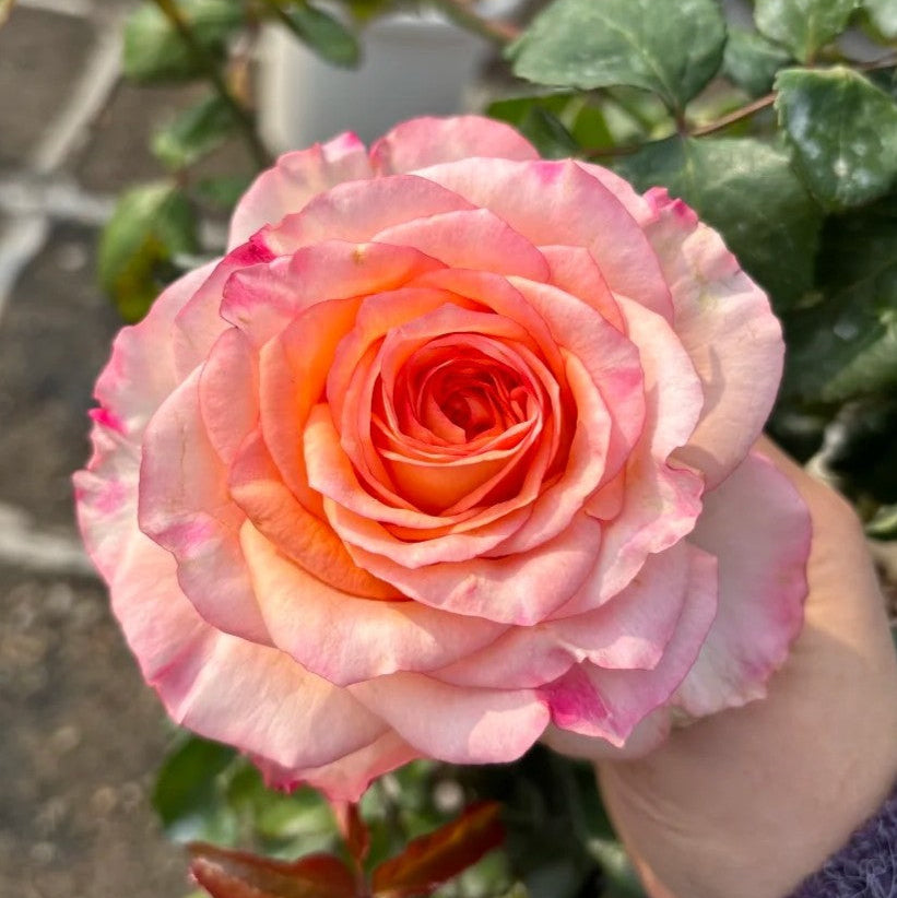 'Poetica' Shrub Rose