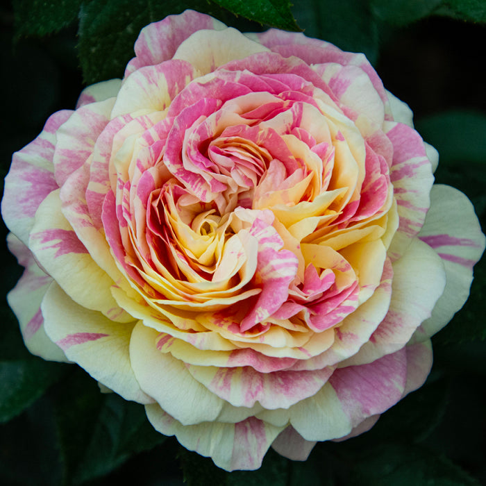 Pop Art™ Shrub Rose Brush Live Plant, 5 gallon