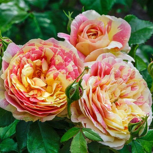 Pop Art™ Shrub Rose Brush Live Plant, 5 gallon