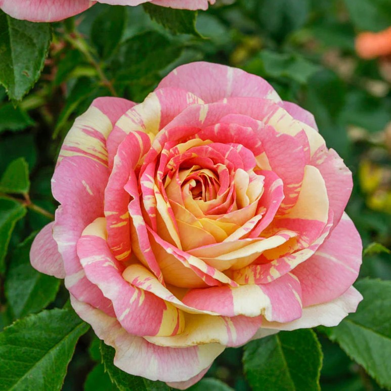 Pop Art™ Shrub Rose Brush Live Plant, 5 gallon