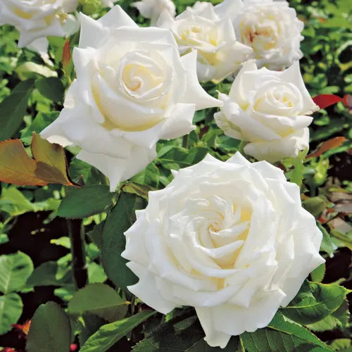 Pope John Paul II Shrub Rose Brush Live Plant, 5 gallon