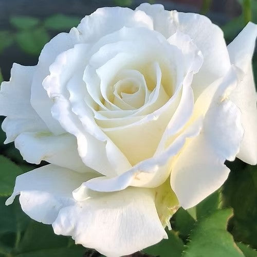 Pope John Paul II Shrub Rose Brush Live Plant, 5 gallon