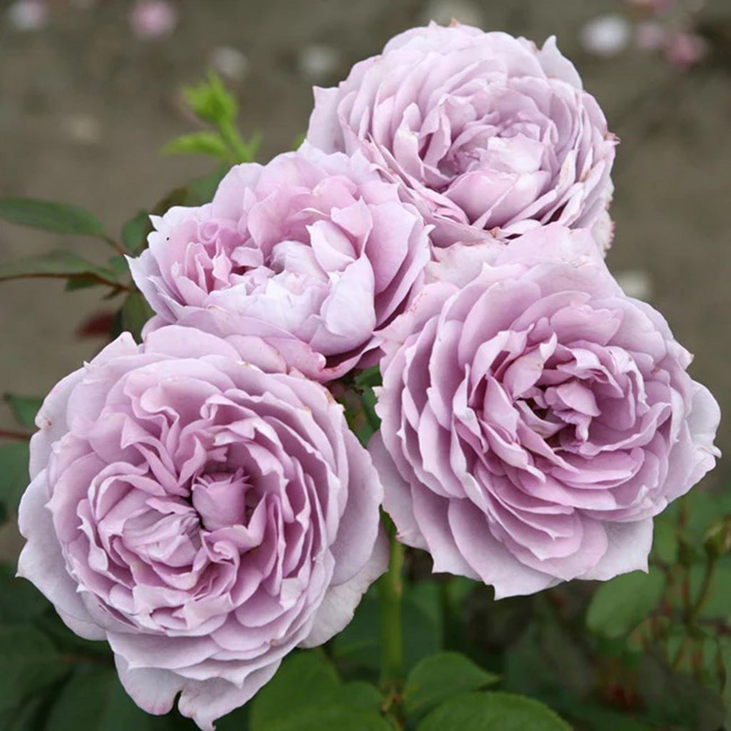 Poseidon™ Shrub Rose Brush Live Plant, 5 gallon