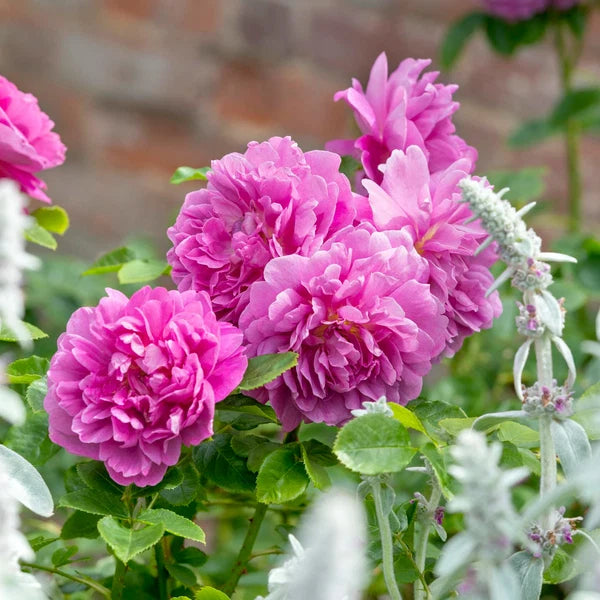 Princess Anne® (AUSkitchen) David Austin® Shrub Rose Brush Live Plant, 3-5 gallon