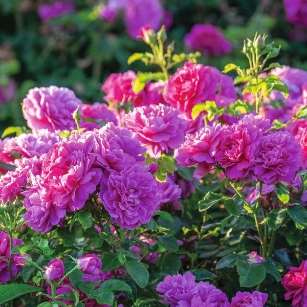 Princess Anne® (AUSkitchen) David Austin® Shrub Rose Brush Live Plant, 3-5 gallon