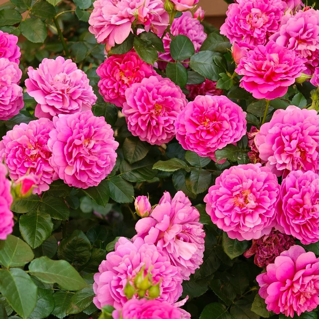 Princess Anne® (AUSkitchen) David Austin® Shrub Rose Brush Live Plant, 3-5 gallon