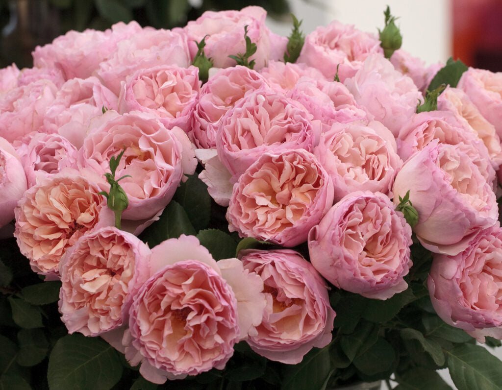 Princesse Charlene de Monaco® Shrub Rose Brush Live Plant, 5 gallon