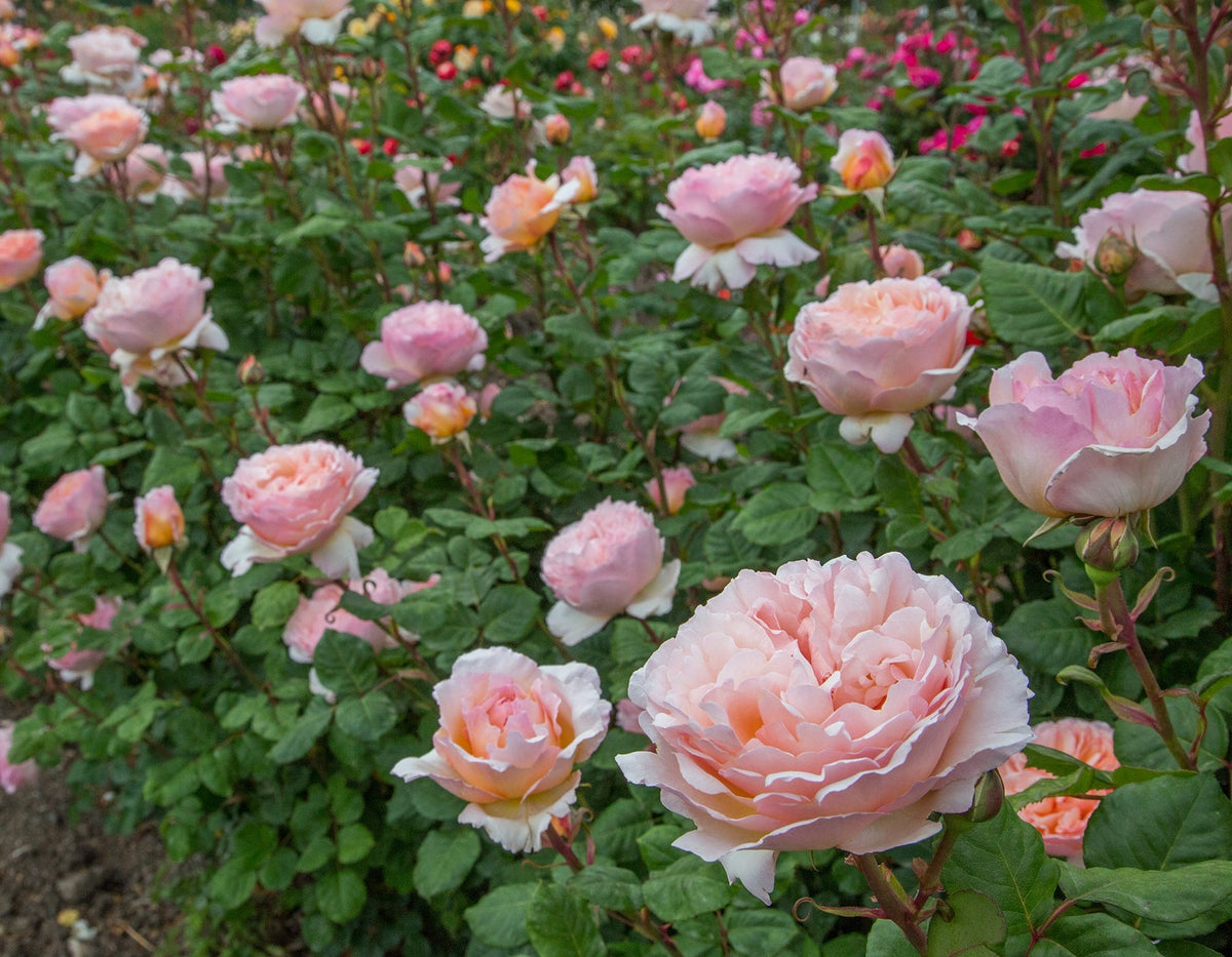 Princesse Charlene de Monaco® Shrub Rose Brush Live Plant, 5 gallon
