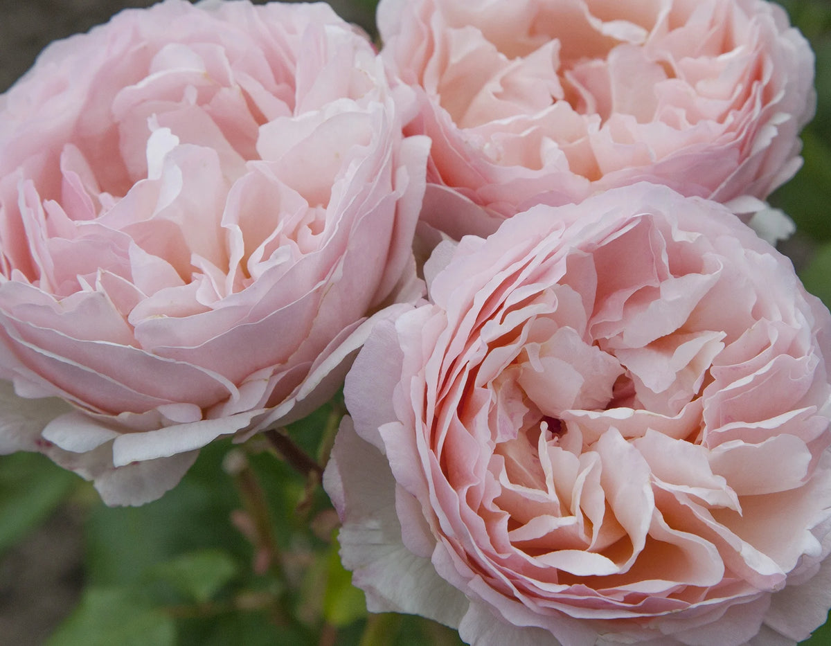 Princesse Charlene de Monaco® Shrub Rose Brush Live Plant, 5 gallon