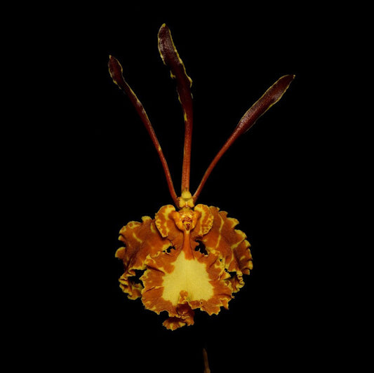 Psychopsis Mariposa (Pyp. papilio x Pyp. Kalihi) --Orchid