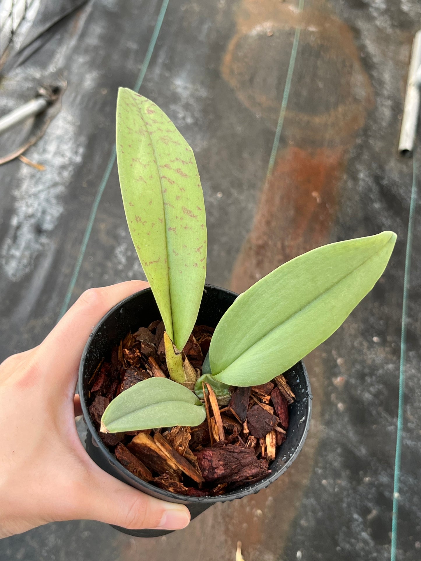 Psychopsis Mariposa (Pyp. papilio x Pyp. Kalihi) --Orchid