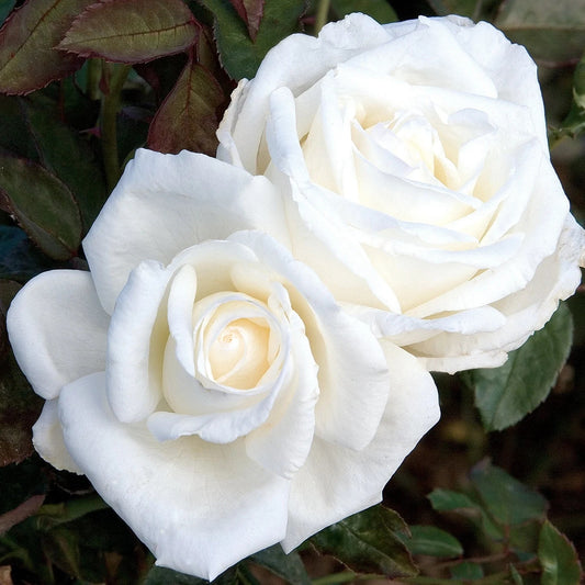 Queen Mary 2™ Shrub Rose Brush Live Plant, 5 gallon