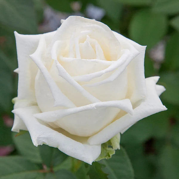 Queen Mary 2™ Shrub Rose Brush Live Plant, 5 gallon