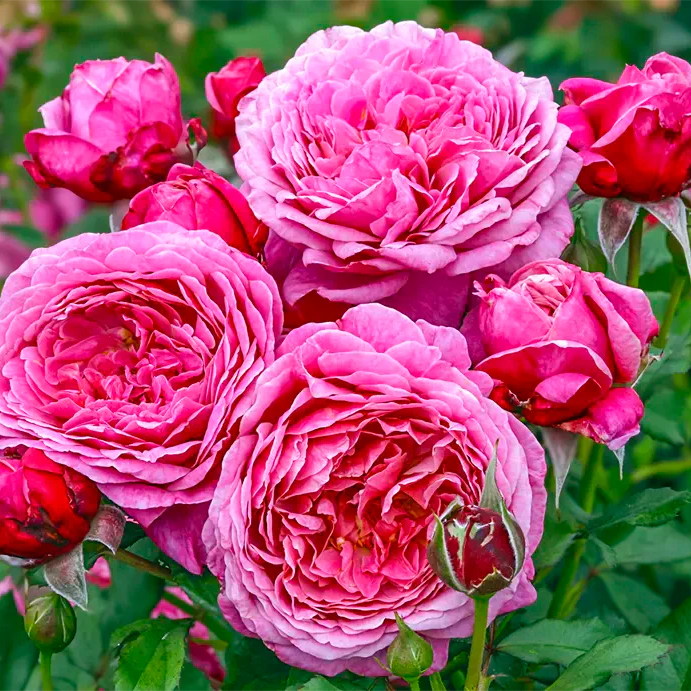 Queen of Elegance Shrub Rose Brush Live Plant, 5 gallon