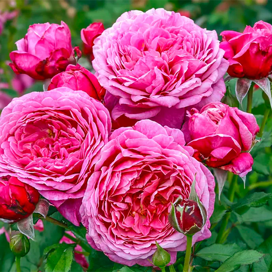 Queen of Elegance Shrub Rose Brush Live Plant, 5 gallon