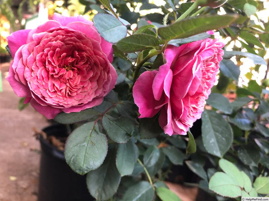 Queen of Elegance Shrub Rose Brush Live Plant, 5 gallon