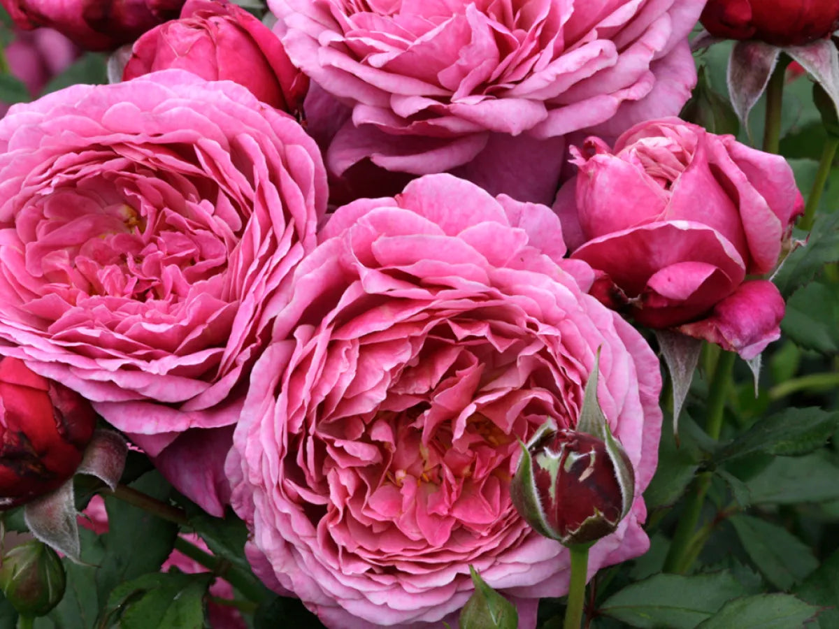 Queen of Elegance Shrub Rose Brush Live Plant, 5 gallon