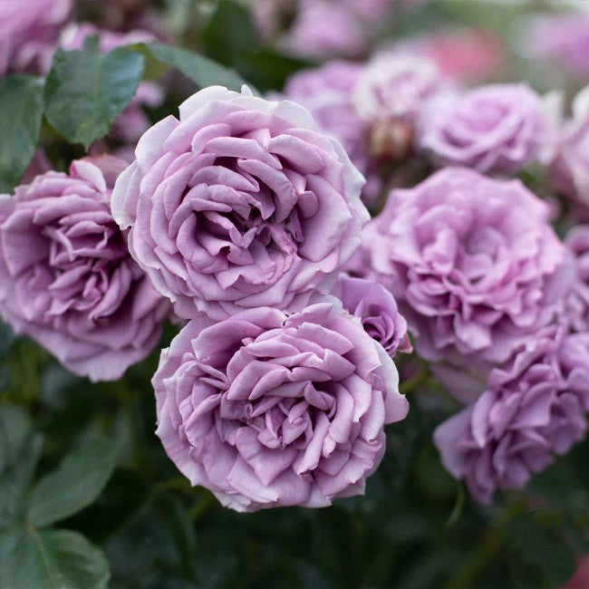 Quick Silver™ Arborose® Climbing Rose Brush Live Plant, 5 gallon