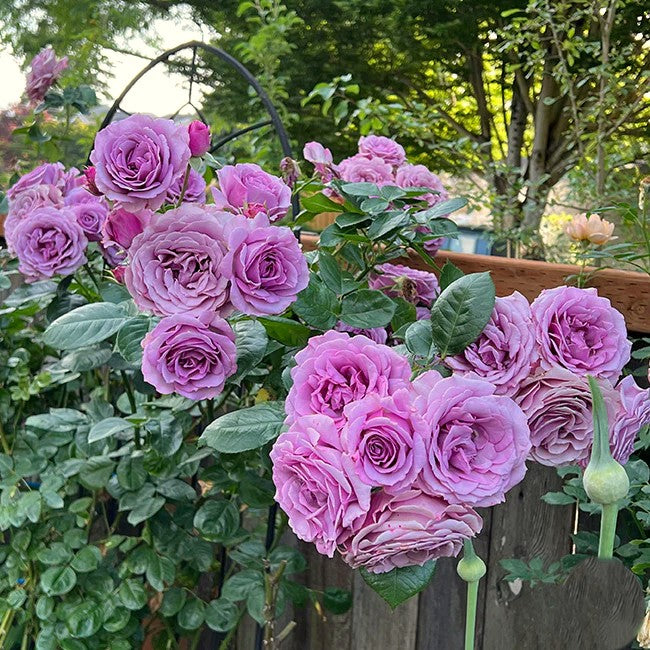 Quick Silver™ Arborose® Climbing Rose Brush Live Plant, 5 gallon