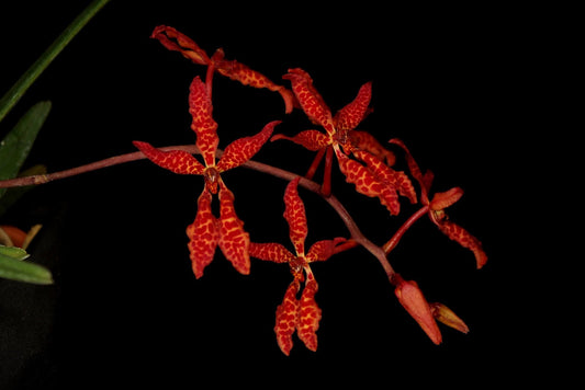 Renanthera bella --Miniature Orchid