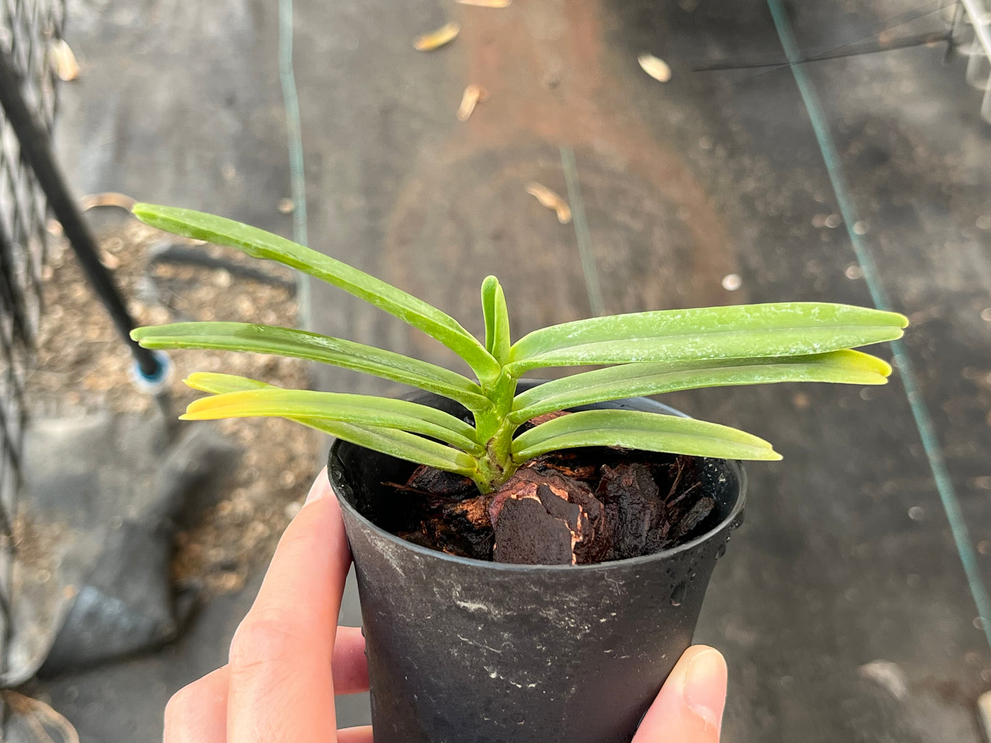 Renanthera bella --Miniature Orchid