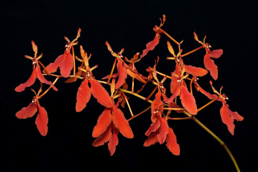 Renanthera imschootiana --Orchid