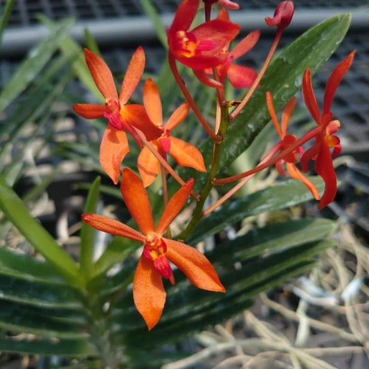 Renanthera philippinensis x vanda falcata --Fragrant Orchid