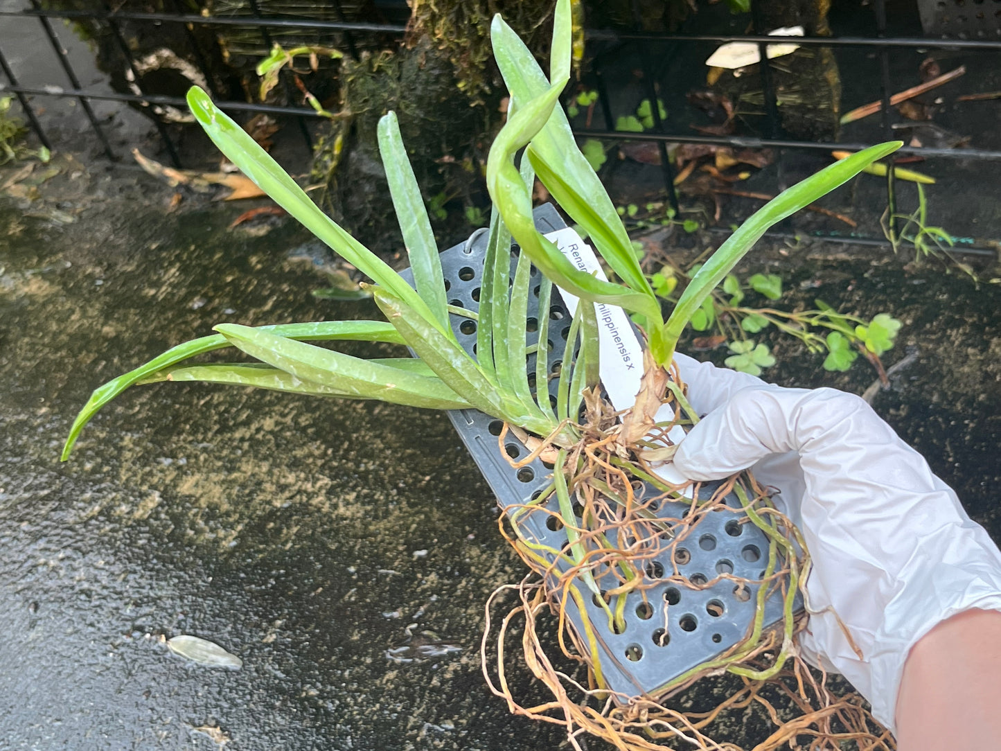 Renanthera philippinensis x vanda falcata --Fragrant Orchid